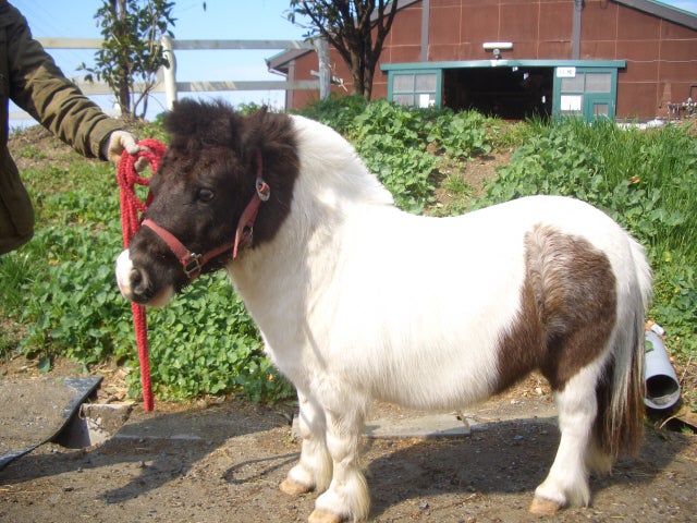 とても 小さい馬 登場 愛知牧場乗馬クラブの色々な楽しみ方