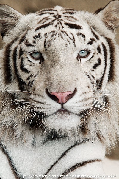 【12月スーパーSALE 15%OFF】 白寅 SPIRIT ANIMAL 動物写真ブログ | その他