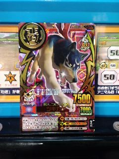 アニマルカイザー ツキカゲ 捕まえた | ゲンタからのメール アニマルカイザー ツキカゲ 捕まえた | ゲンタからのメール