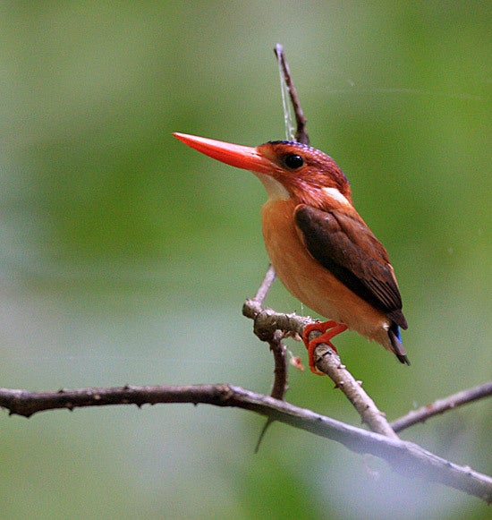 その104:セレベスカワセミ(Sulawesi Dwarf Kingfisher その104:セレベスカワセミ(Sulawesi Dwarf Kingfisher