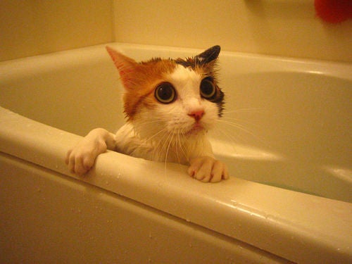 入浴中～｜猫ログ