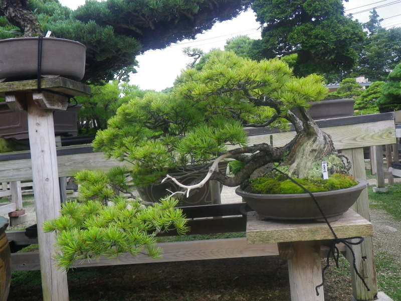 山採り五葉松 | 盆栽、水石のある生活