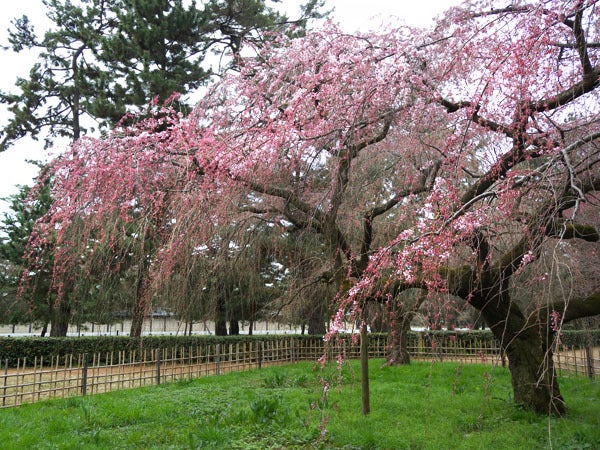 西陣に住んでます-京都御苑近衛の糸桜