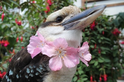 $フクロウ,インコ,ペンギンと遊ぶ掛川花鳥園ブログ 鳥達の飼育日記