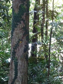 オーストラリア・ケアンズで"ハートに響く"異文化体験！-熱帯雨林