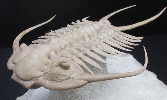 化石 骨格 標本 三葉虫 ハルペス 極美麗-