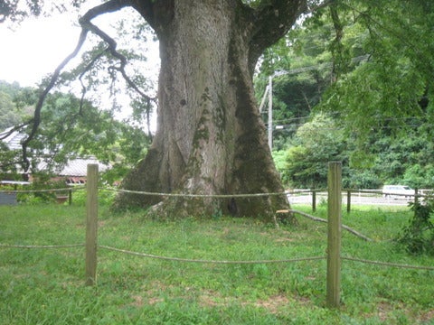 横川のムクノキ(椋の木)巨木ウォッチング | 小さな盆栽育てよう
