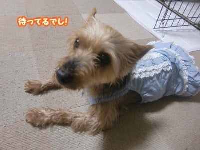 犬の里親募集～はぴねすDOG～　関西・大阪で幸せを待つ犬達の記録です。
