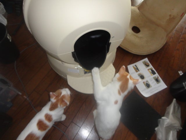 全自動猫トイレ litter robot 導入。 | いのたまのレース参戦ブログ