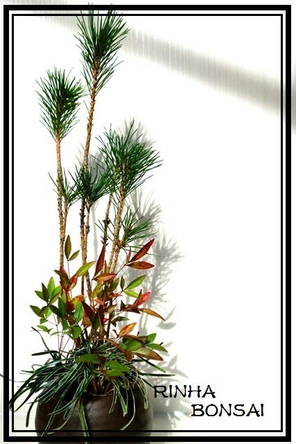 bonsai life      －盆栽のある暮らし－　東京の盆栽教室　琳葉(りんは)盆栽　RINHA BONSAI