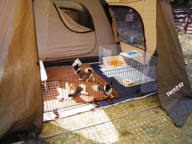 犬連れキャンプ＠ウエストリバー1日目（11月）｜SPADAで行こう！
