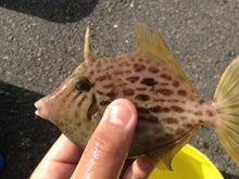 $Fish Meyryo ～Enjoy Fishing～-IMG_3441.jpg