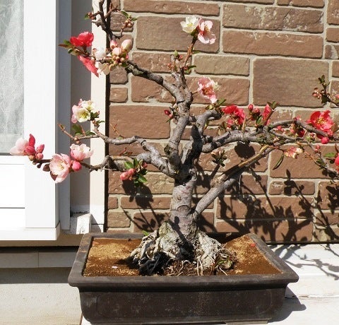 春ボケ「東洋錦」開花 ~紅白咲き分けの妙~ | Totoronの花鳥風月 春ボケ「東洋錦」開花 ~紅白咲き分けの妙~ | Totoronの花鳥風月