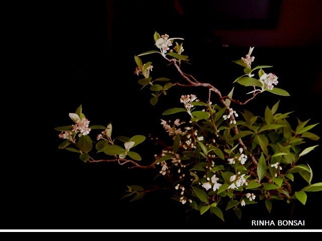 bonsai life      －盆栽のある暮らし－　東京の盆栽教室　琳葉(りんは)盆栽　RINHA BONSAI-モダン盆栽　西洋カマツカ　ヒメウツギ