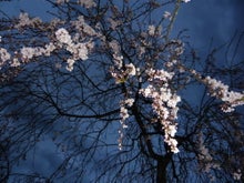 $飯山お食事自然食れすとらん経営・藤村綾子のブログ-４月15日の桜その１