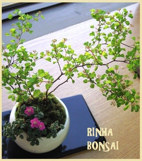 bonsai life      －盆栽のある暮らし－　東京の盆栽教室　琳葉(りんは)盆栽　RINHA BONSAI-ﾐﾂﾃﾞｲﾜｶﾞｻ　ﾌｳﾛｿｳ　琳葉盆栽　モダン盆栽
