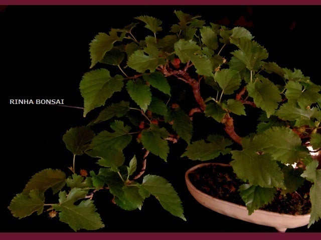 bonsai life      －盆栽のある暮らし－　東京の盆栽教室　琳葉(りんは)盆栽　RINHA BONSAI-桑盆栽　琳葉盆栽　モダン