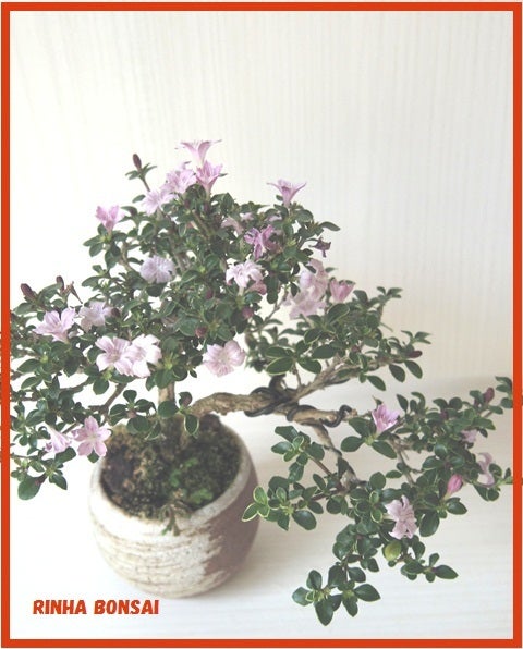 bonsai life      －盆栽のある暮らし－　東京の盆栽教室　琳葉(りんは)盆栽　RINHA BONSAI-紫丁木　琳葉盆栽　ミニ　モダン