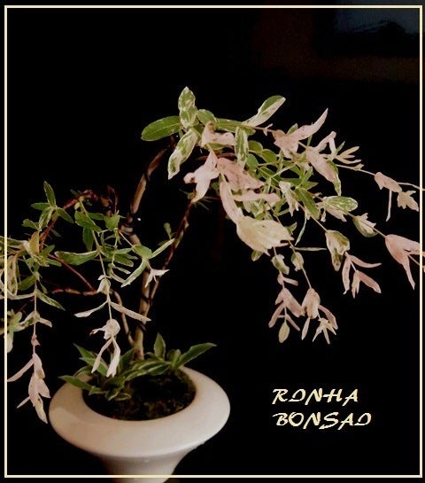 bonsai life      －盆栽のある暮らし－　東京の盆栽教室　琳葉(りんは)盆栽　RINHA BONSAI-フイリヤナギ　柳　琳葉盆栽　モダン