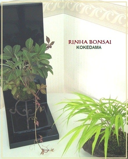 bonsai life      －盆栽のある暮らし－　東京の盆栽教室　琳葉(りんは)盆栽　RINHA BONSAI-琳葉盆栽　苔玉