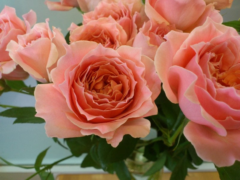 最適な材料 チアガール薔薇苗木【調整中】 植物/観葉植物 - www