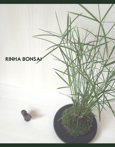 bonsai life      －盆栽のある暮らし－　東京の盆栽教室　琳葉(りんは)盆栽　RINHA BONSAI-琳葉盆栽　苔玉　インテリア