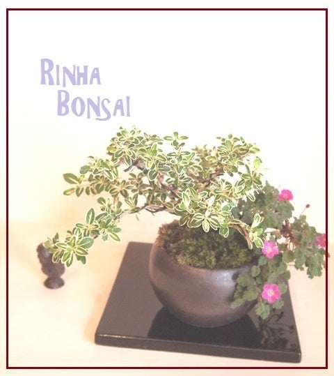 bonsai life      －盆栽のある暮らし－　東京の盆栽教室　琳葉(りんは)盆栽　RINHA BONSAI-琳葉盆栽　ハクチョウゲ　ヒメフウロソウ
