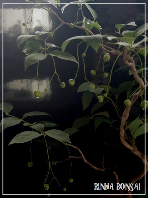bonsai life      －盆栽のある暮らし－　東京の盆栽教室　琳葉(りんは)盆栽　RINHA BONSAI-ツリバナ　琳葉盆栽②
