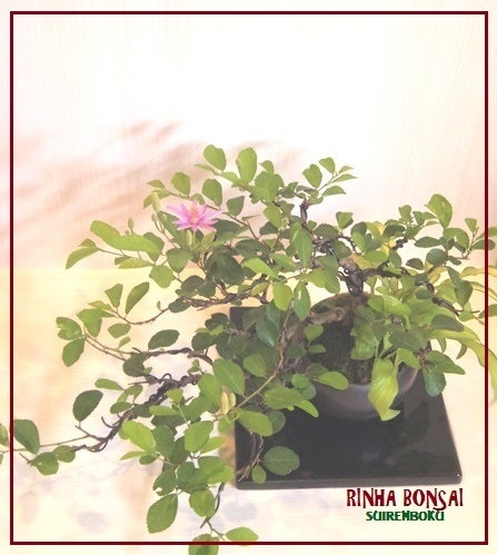 bonsai life      －盆栽のある暮らし－　東京の盆栽教室　琳葉(りんは)盆栽　RINHA BONSAI-琳葉盆栽　スイレンボク