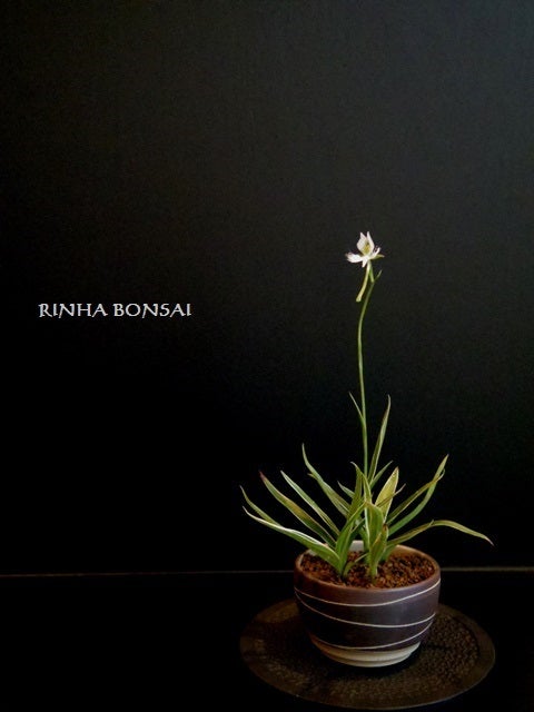 bonsai life      －盆栽のある暮らし－　東京の盆栽教室　琳葉(りんは)盆栽　RINHA BONSAI-琳葉盆栽　サギソウ
