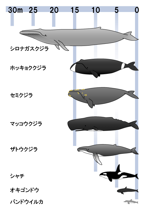 クジラ 大き さ 比較