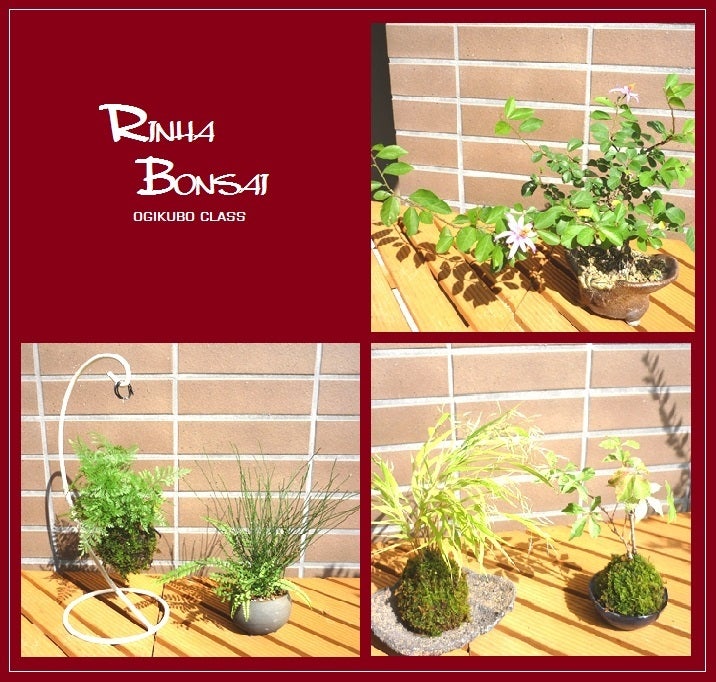bonsai life      －盆栽のある暮らし－　東京の盆栽教室　琳葉(りんは)盆栽　RINHA BONSAI-琳葉盆栽