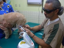 ペットの日帰りレーザー手術が可能な動物病院　動物レーザーセンターのブログ