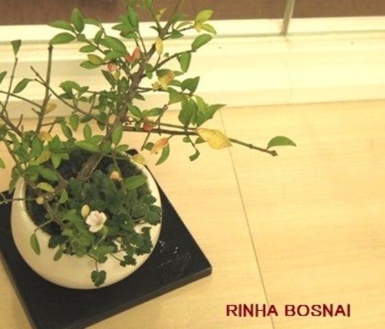 bonsai life      －盆栽のある暮らし－　東京の盆栽教室　琳葉(りんは)盆栽　RINHA BONSAI-琳葉盆栽