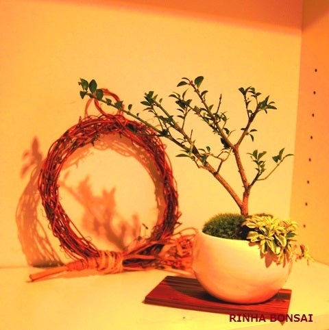 bonsai life      －盆栽のある暮らし－　東京の盆栽教室　琳葉(りんは)盆栽　RINHA BONSAI-琳葉盆栽　コマユミ