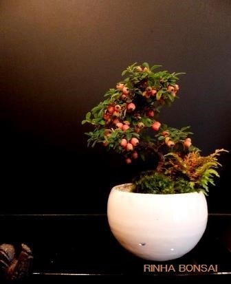 bonsai life      －盆栽のある暮らし－　東京の盆栽教室　琳葉(りんは)盆栽　RINHA BONSAI-琳葉盆栽　コケモモカマツカ