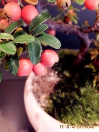 bonsai life      －盆栽のある暮らし－　東京の盆栽教室　琳葉(りんは)盆栽　RINHA BONSAI-琳葉盆栽　コケモモカマツカ