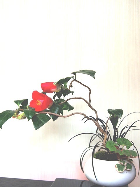 bonsai life      －盆栽のある暮らし－　東京の盆栽教室　琳葉(りんは)盆栽　RINHA BONSAI-琳葉盆栽　椿