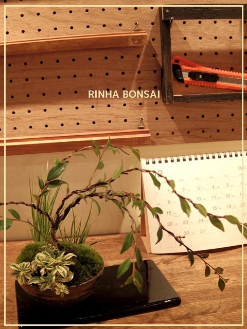 bonsai life      －盆栽のある暮らし－　東京の盆栽教室　琳葉(りんは)盆栽　RINHA BONSAI-琳葉盆栽　針金かけ
