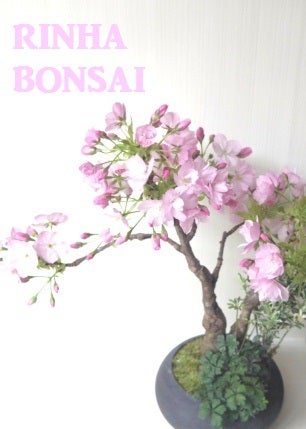 琳葉盆栽　桜