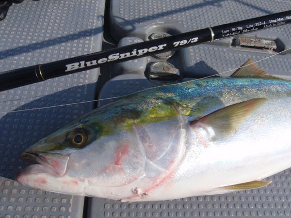 NEW ROD ブルースナイパー79/3 in 和歌山南紀 | ~Current NEW ROD ブルースナイパー79/3 in 和歌山南紀 | ~Current