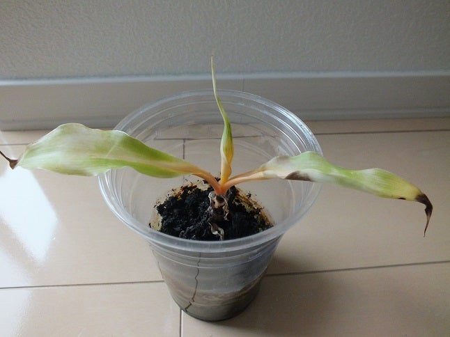 クロロフィツム・アマニエンセ | hiroの日記