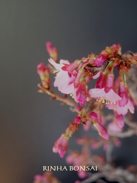 琳葉盆栽　オカメ桜