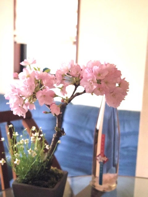 琳葉盆栽　桜