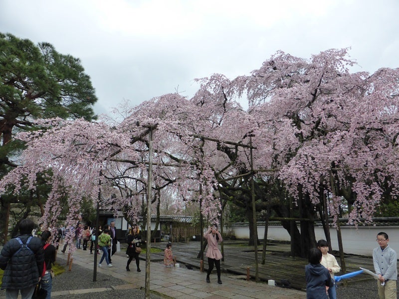雨の醍醐寺…おもしろいおみくじ | 夏美のブログ カウンセリングルーム