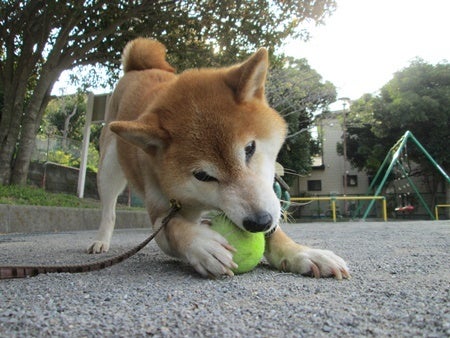 きんかんに負ける 柴犬りんと歩く日々