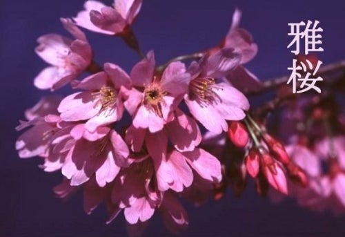 雅桜！プリンセス雅！桜苗木・植木の販 売！ | 株式会社埼玉植物園のブログ