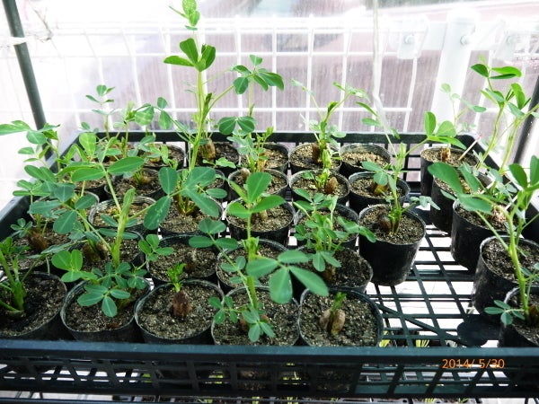 菜園に落花生植え付け(46日目) | ニャハハの家庭菜園 菜園に落花生植え付け(46日目) | ニャハハの家庭菜園