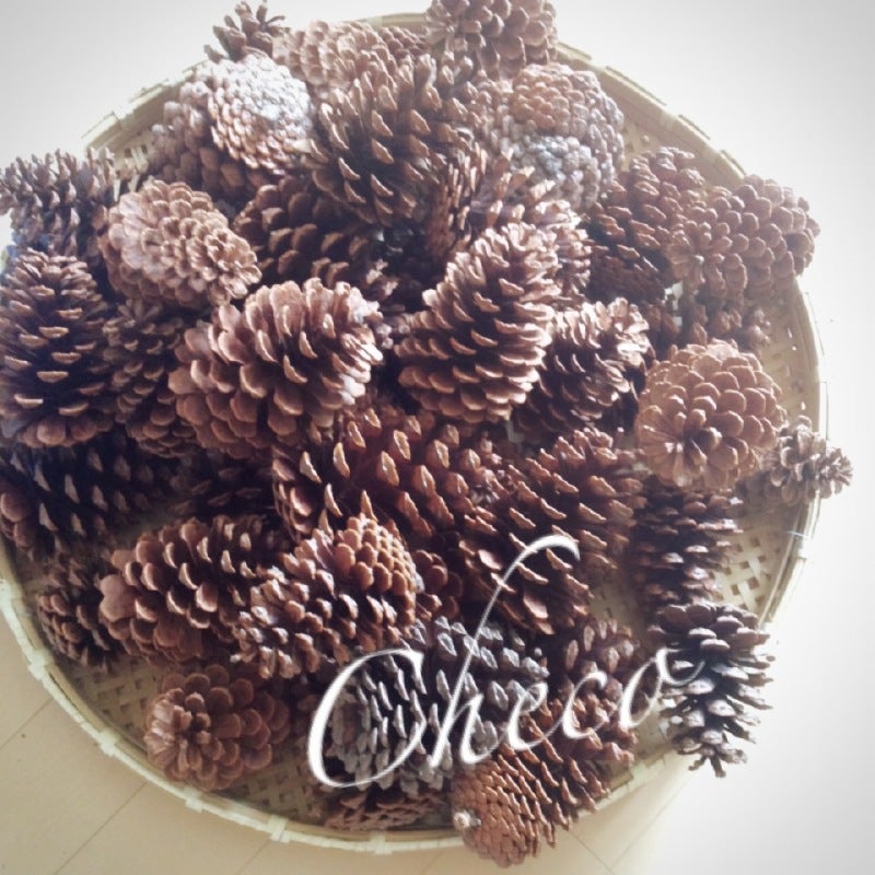 大王松 大きな松ぼっくり | Checoの Flowerブログ
