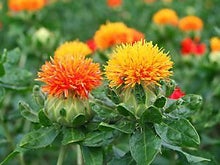 紅花
